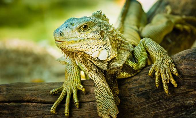 Iguana Quest